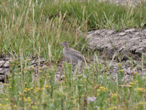 Whimbrel Spurn