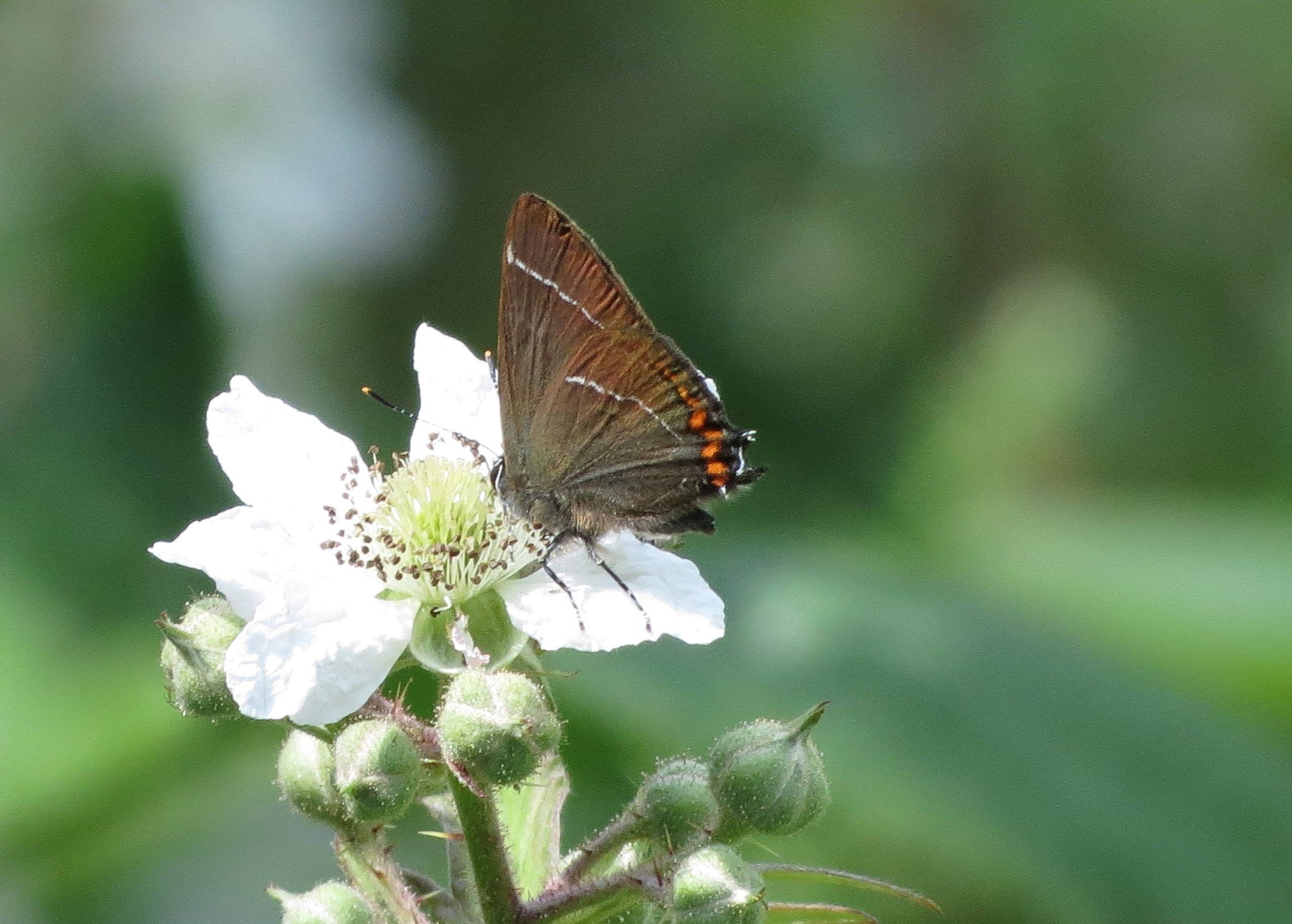 White-letter Hairstreak 