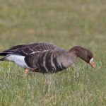 Whitefronted, Peter Thomson