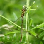 Emerald Damselfly  Will Rich
