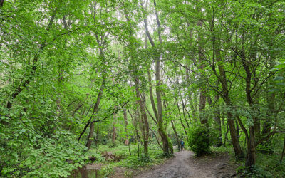 Hell Wath Local Nature Reserve