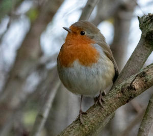 Xmas Robin