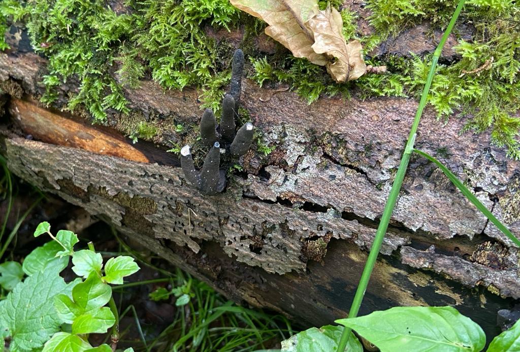 Dead Man's Fingers (Xylaria polymorpha)
