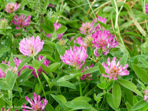 Zigzag Clover (Trifolium medium)