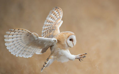 North of England Raptor Forum Statement on Brood Management