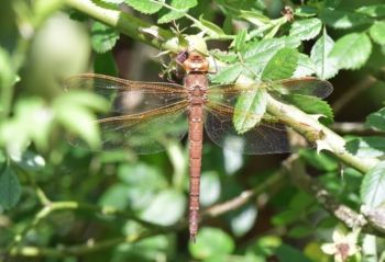 Brown Hawker, Hay-a-Park GP, August 2020 Stephen Root Brown Hawker