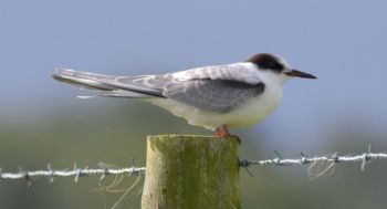 Immature Common Tern, Hay-a-Park GP September 2020, Stephen Root Immature Common Tern