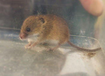Harvest Mouse, Staveley 14/01/2014 Malcolm Jones Harvest Mouse
