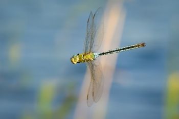 Emperor Dragonfly Banking, Farnham Gravel Pits Main Lake, 25/6/20 Barry Carter Emperor Dragonfly