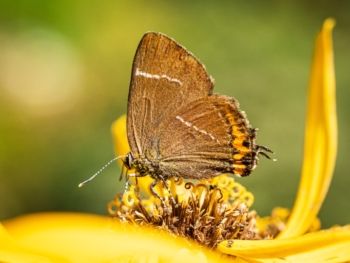 White Letter Hairstreak, Killinghall Bridge HG3 2BA, 9/8/2020 Barry Carter White Letter Hairstreak