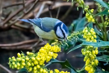 Blue Tit feeding on Mahonia, Harlow Hill garden 07-01-22 Malcolm Jones Blue Tit