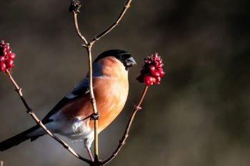Male Bullfinch feeding on Mahona, 
Harlow Hill 07-01-22 Malcolm Jones Male Bullfinch