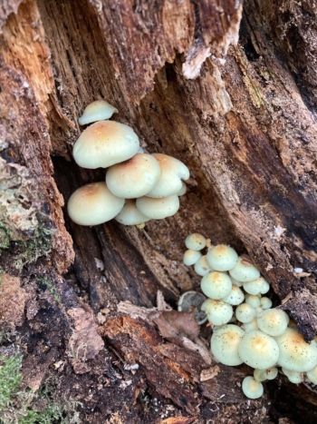 Sulphur Tuft (Hypholoma fasciculare), Birkham Wood, November 2020 Muff Upsall Sulphur Tuft