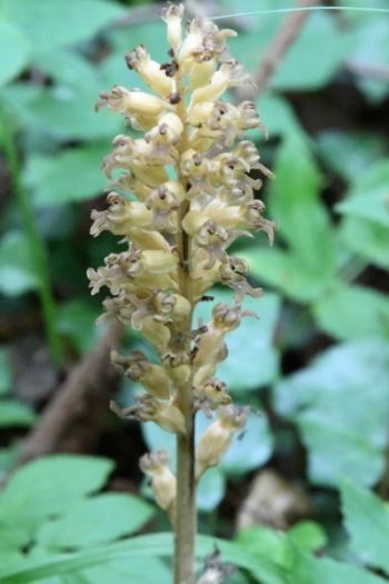 Birdsnest Orchid, Kirby Stephen, 25/6/2017, Nigel Harcourt-Brown Birdsnest Orchid