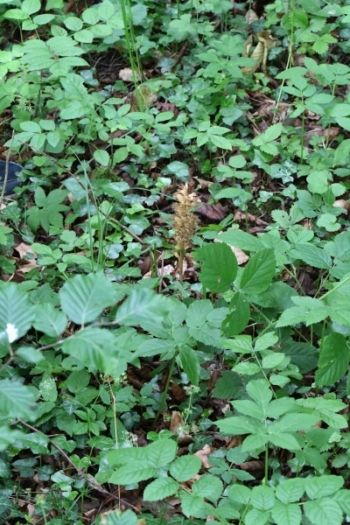 Birdsnest Orchid, Kirby Stephen, 25/6/2017, Nigel Harcourt-Brown Birdsnest Orchid