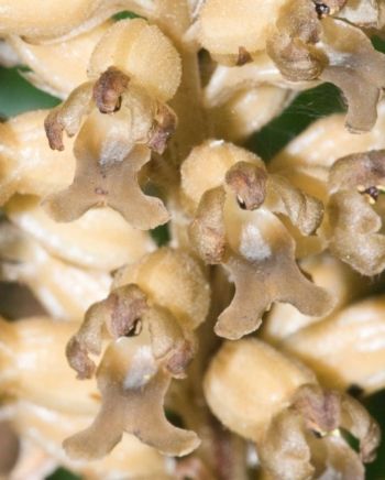 Birdsnest Orchid, Kirby Stephen, 25/6/2017, Nigel Harcourt-Brown Birdsnest Orchid