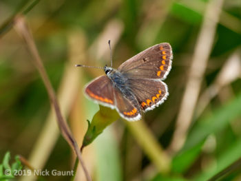 Brown Argus (Aricia agestis), Brockadale NR, 1/8/2019 Nick Gaunt Brown Argus