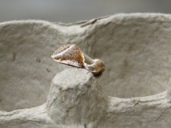 Buff Arches, Harrogate 24/07/2016 Steve Root Buff Arches