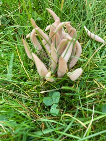 Clavaria fumosa, Grove Road Cemetery, Harrogate 18/10/2020 MUpsall Clavaria fumosa