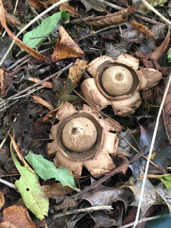 Collared Earthstar (Geastrum triplex), Oak Beck, October 2021 Muff Upsall Collared Earthstar
