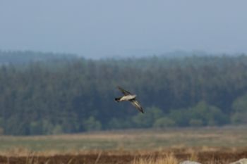 Cuckoo Dallow Gill Moor 11/05/2017 Val Normington Cuckoo
