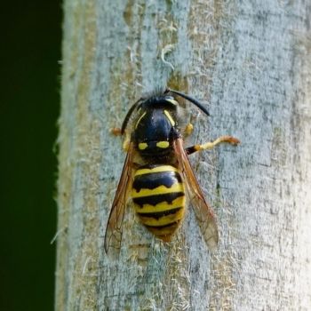 Tree Wasp (Dolichovespula sylvestris), Knox Mill House, 23/6/2020 Peter Thomson Tree Wasp