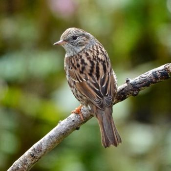 Dunnock, Knox Mill House, 12/9/2020 Peter Thomson Dunnock