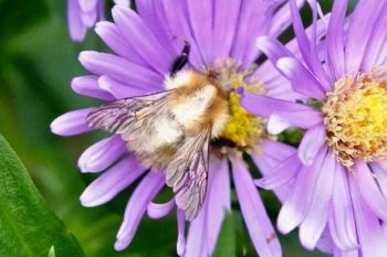 Moss Carder Bee (Bombus muscorum), Knox Mill House, 15/9/2020 Peter Thomson Moss Carder Bee