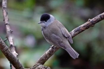 Blackcap, Knox Mill House 22/11/2020 Peter Thomson Blackcap