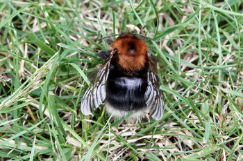 Tree Bumblebee (Bombus hypnorum), Knox Mill House, 16/6/2022 Peter Thomson Tree Bumblebee