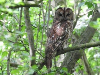 Tawny Owl, Staveley 11/05/2017 Ian Webster Tawny Owl