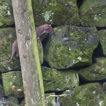 Weasel male, Hampsthwaite 19/12/2021 Nigel Harcourt-Brown Weasel male