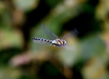 Migrant Hawker, Farnham GP 7/9/2019, Paul D'Arcy Migrant Hawker