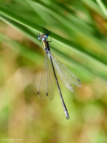 Emerald Damselfly (Lestes sponsa), FGP, 09-08-21, Nick Gaunt Emerald Damselfly