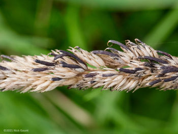 Ergot (Claviceps purpurea), Swinsty, 19-09-21, Nick Gaunt Ergot (Claviceps purpurea)