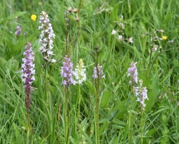 Fragrant orchid - various hues, Waitby Greenrigg, 25/6/2017, Nigel Harcourt-Brown Fragrant orchid