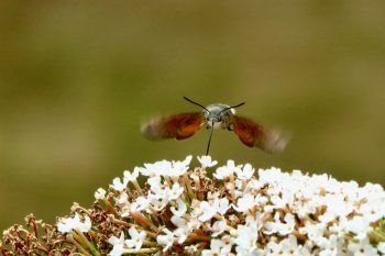 Hummingbird Hawk Moth Knox Mill Killinghall 9 Aug 2026 Peter Thomson Hummingbird Hawk Moth