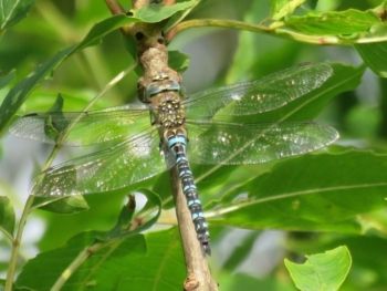 Migrant Hawker, Hay-a-Park Stephen Root Migrant Hawker