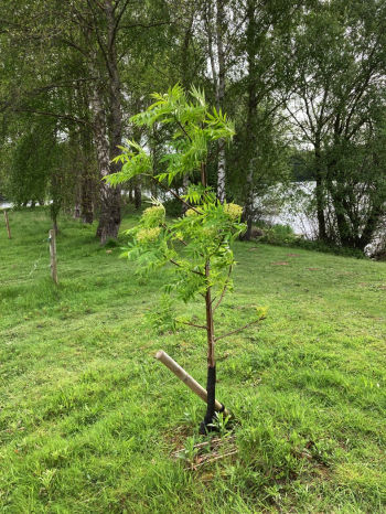Rowan planted in memory of Alan Owen, July 2022 Sue Coldwell Rowan
