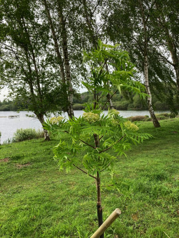 Rowan planted in memory of Alan Owen, July 2022 Sue Coldwell Rowan
