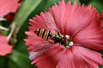 Marmalade Fly (Episyrphus balteatus), Knox Mill House, 07/09/2021 Peter Thomson Marmalade Fly (Episyrphus balteatus)