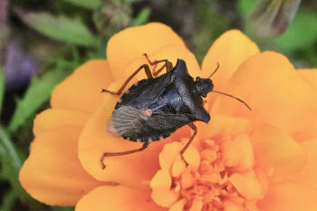 Red-legged Shield Bug (Pentatoma rufipes), Knox Mill House, Killinghall, 17/09/2021 Peter Thomson Red-legged Shield Bug (Pentatoma rufipes)