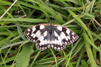Marbled White ♀ (Melanargia Galathea), Brockadale NR, 30/6/2019 Peter Thomson Marbled White ♀