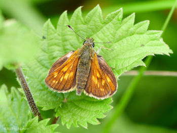 Large Skipper (Ochlodes venatus) Large Skipper