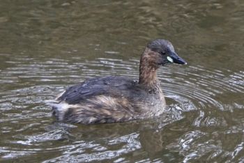Little Grebe, Oak beck, Knox Mill House. 24/02/2017 Peter Thomson Little Grebe