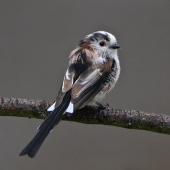 Long-tailed Tit, Knox Mill House, 15/8/2018 Long-tailed Tit
