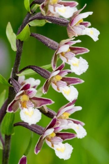 Marsh Helleborine, Waitby Greenrigg, 25/6/2017, Nigel Harcourt-Brown Marsh Helleborine