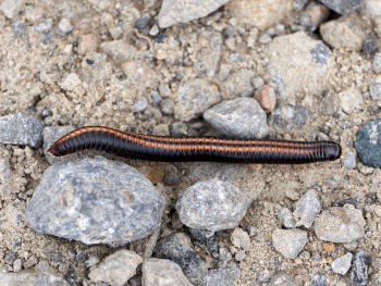 Ommatoiulus sabulosus, Kirkby Malzeard, 19-06-21, Nick Gaunt Ommatoiulus sabulosus