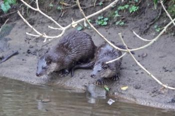 Otters on Oak Beck, 27/01/2020 Peter Thomson