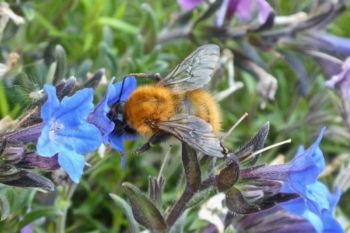 Common Carder Bee (Bombus pascuorum) , Knox Mill House, 14/5/19 Peter Thomson Common Carder Bee